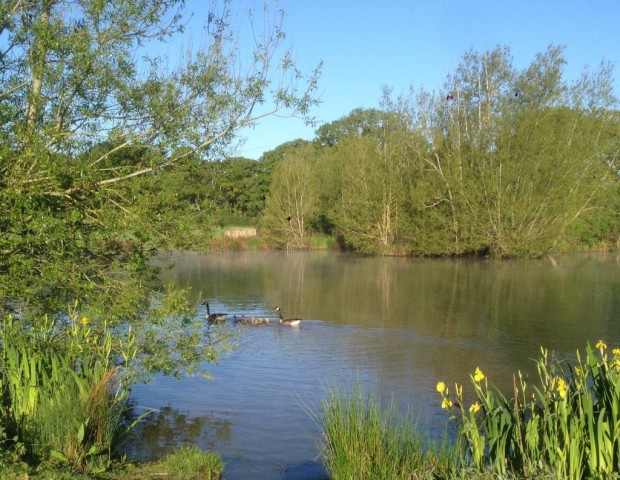 Ducks on the main lake