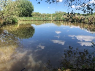 View over the pond